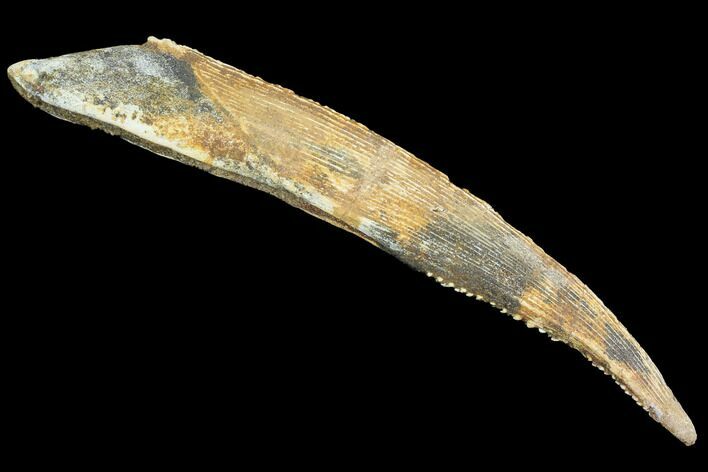 Large, Cretaceous Shark (Hybodus) Dorsal Spine - Morocco #93933